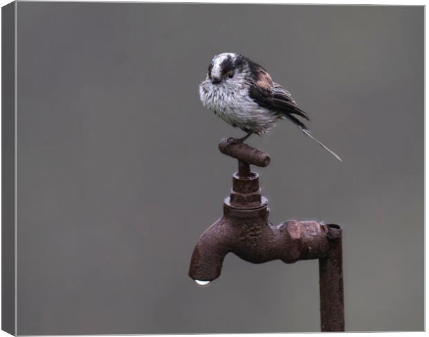 long-tailed-tit Canvas Print by kathy white