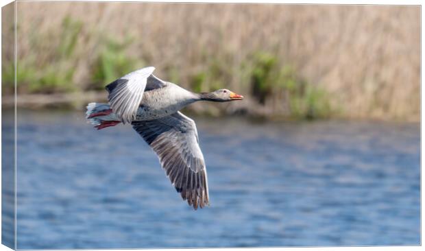 Greylag Goose, goose flying Canvas Print by kathy white