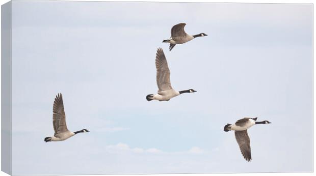 flying Canada geese Canvas Print by kathy white
