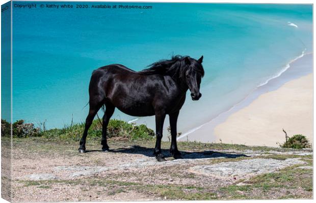 Majestic Black Horse Galloping on Cornwalls Wild P Canvas Print by kathy white