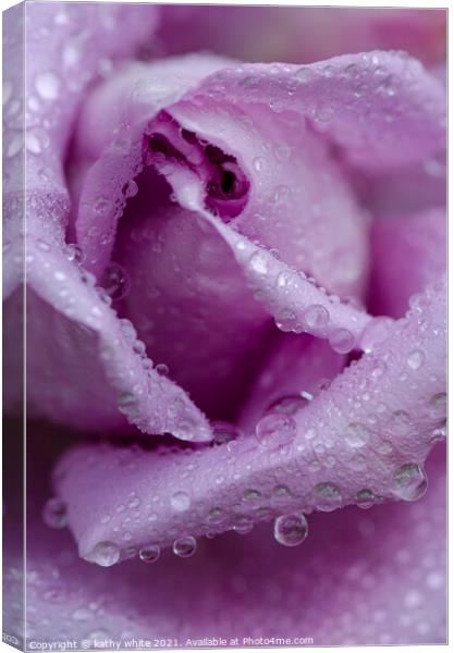 lilac rose with raindrops,garden rose,tranquil , Canvas Print by kathy white