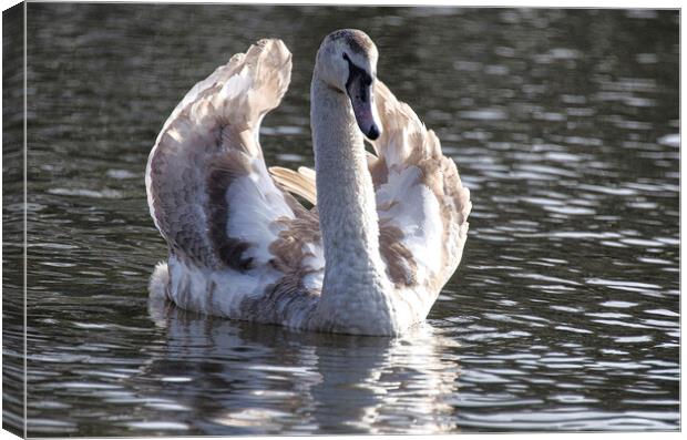 Swan  with its brown plumage,ugly duckling Canvas Print by kathy white