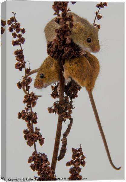 Two Harvest Mouse, Tiny Harvest mice Canvas Print by kathy white