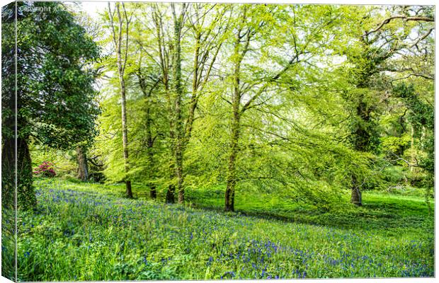 Cornwall Bluebells,English Bluebell Wood, Cornwall Canvas Print by kathy white