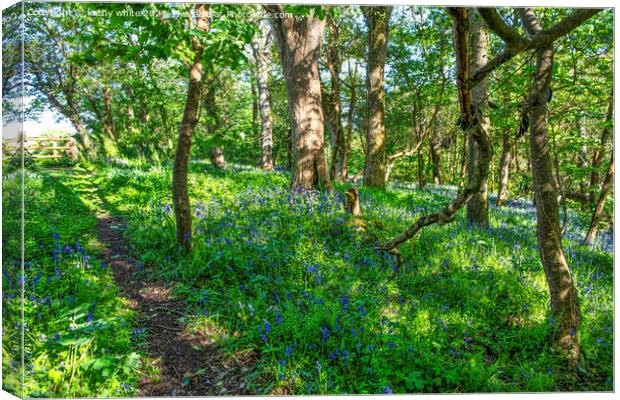 English Bluebell Wood, Cornwall,Bluebell Wood Canvas Print by kathy white
