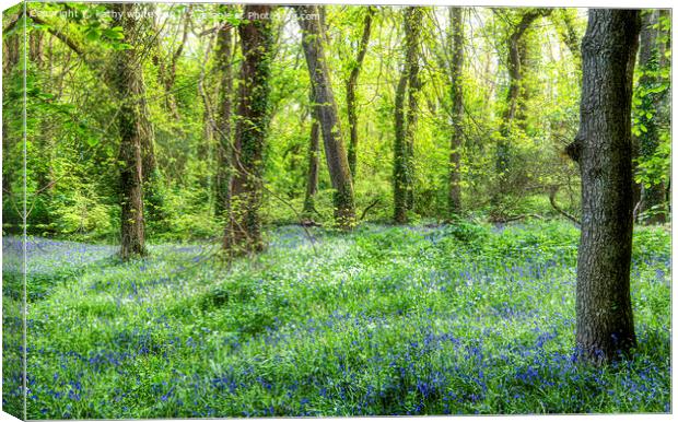 Cornwall Bluebells,Bluebell Wood,English Bluebell  Canvas Print by kathy white