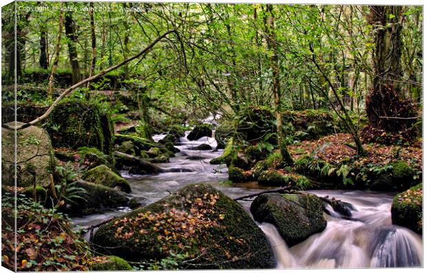 A woodland stream ,in the Kennall Vale Nature Rese Canvas Print by kathy white