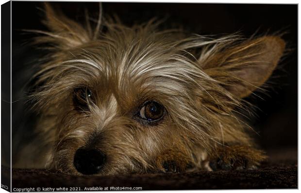 Adorable Yorkshire Terrier Canvas Print by kathy white