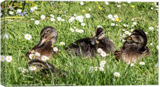 Adorable baby ducks on the grass, Three baby duckl Canvas Print by kathy white