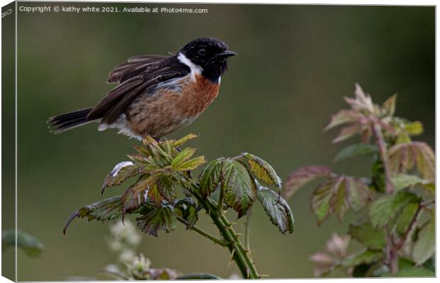  Stonechat, on bramble early morning light Canvas Print by kathy white