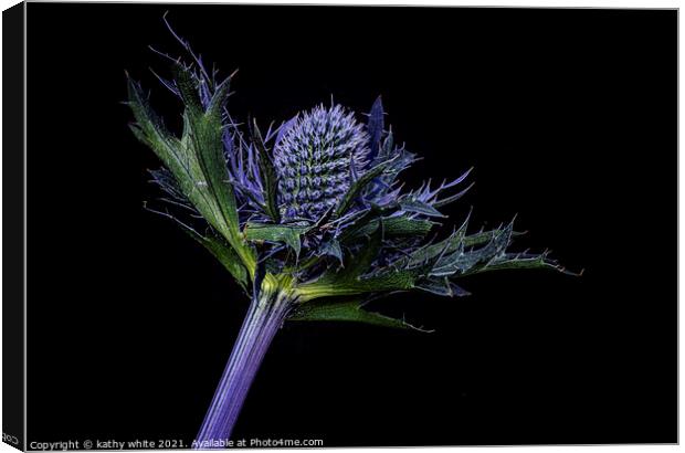 Sea Holly, Sea Holly  Close up Canvas Print by kathy white