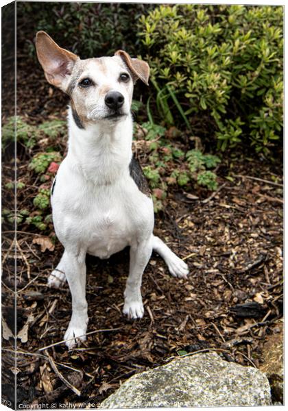 Jack the Jack Russell dog Canvas Print by kathy white