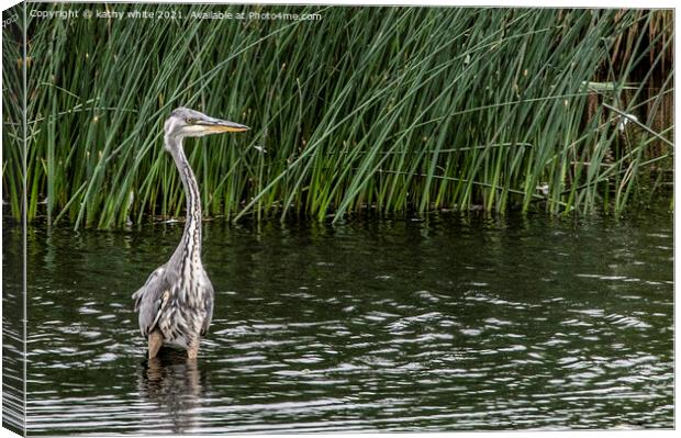 Heron fishing in the lake Canvas Print by kathy white