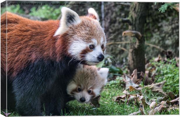 Adorable Red Panda Family Canvas Print by kathy white