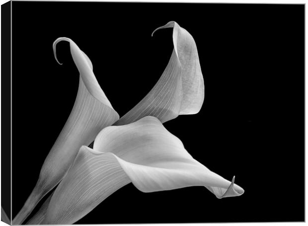 Aurum lily, or, Calla lily Canvas Print by kathy white
