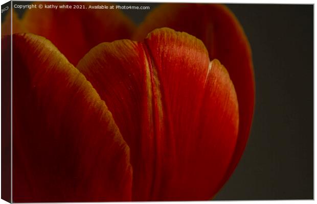 tulip,close up of a red tulip Canvas Print by kathy white