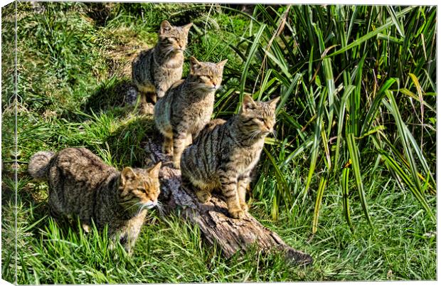 A family of The Scottish wildcats Canvas Print by kathy white