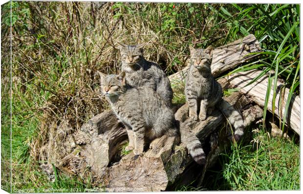 Scottish wildcat kittens Canvas Print by kathy white