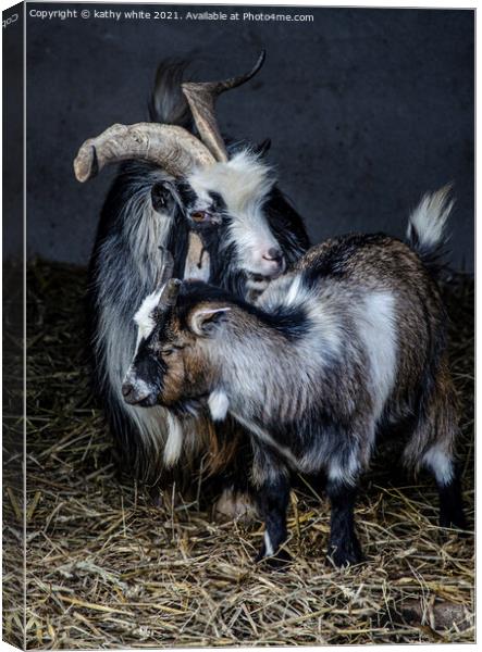 Two beautiful goats Canvas Print by kathy white