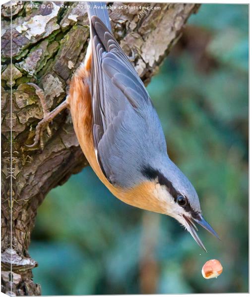 Nuthatch dropping Nut Canvas Print by Clive Rees