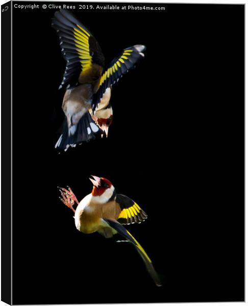 Goldfinch Fight Canvas Print by Clive Rees