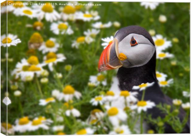 Flowery Puffin Canvas Print by Clive Rees