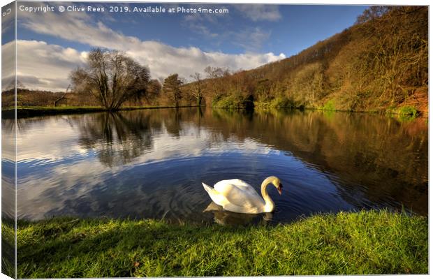 Swan Lake Canvas Print by Clive Rees