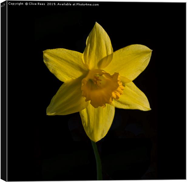 Daffodil Canvas Print by Clive Rees