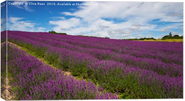 Field of Lavender Canvas Print by Clive Rees
