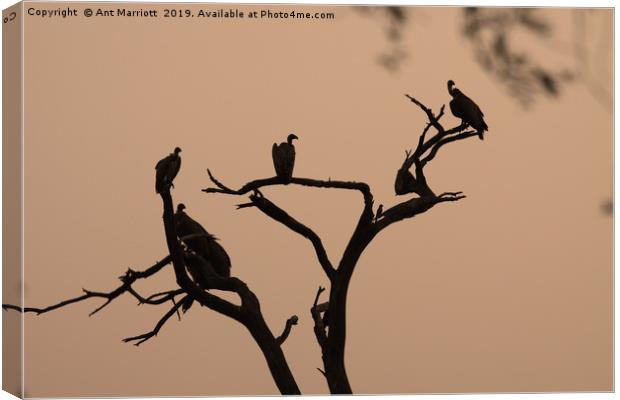 Vultures in sunrise silhouette. Canvas Print by Ant Marriott