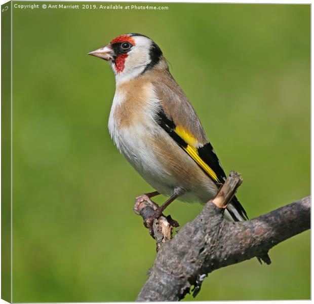 Goldfinch - Carduelis carduelis Canvas Print by Ant Marriott