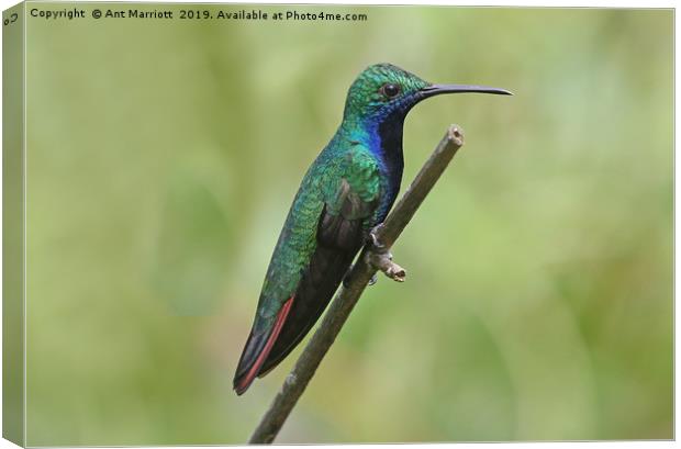 Black-throated Mango - Anthracothorax nigricollis Canvas Print by Ant Marriott