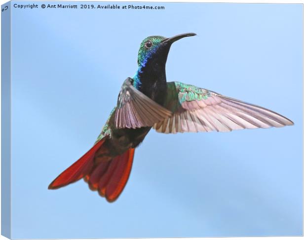 Black-throated Mango - Anthracothorax nigricollis Canvas Print by Ant Marriott