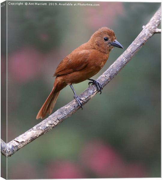 Silver-beaked Tanager - Ramphocelus carbo Canvas Print by Ant Marriott