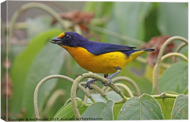 Violaceous Ephonia - Euphonia violacea Canvas Print by Ant Marriott