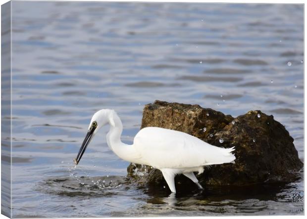 Little Egret with Fish Canvas Print by Gemma Sellman