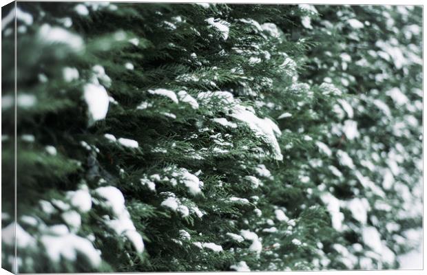 Evergreen Hedgerow in Snow Canvas Print by Jodie Grover