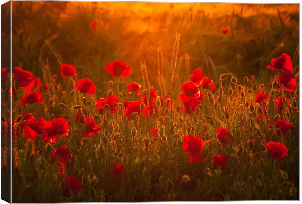 Poppies Dream Canvas Print by Steffen Gierok-Latniak