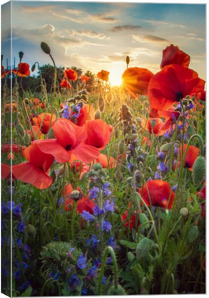 Poppies Field Canvas Print by Steffen Gierok-Latniak