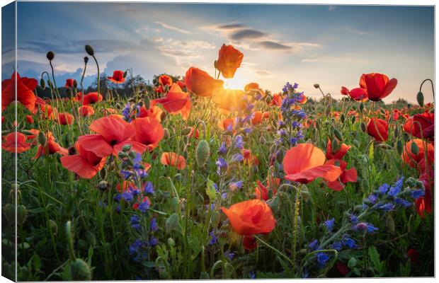 Poppies Field Canvas Print by Steffen Gierok-Latniak