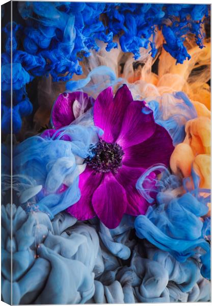 Pink Anemone Canvas Print by Steffen Gierok-Latniak