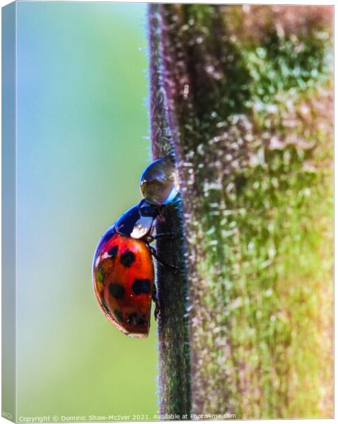 The very thirsty ladybird Canvas Print by Dominic Shaw-McIver