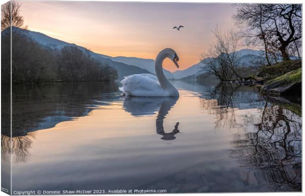 Swan Lake Canvas Print by Dominic Shaw-McIver