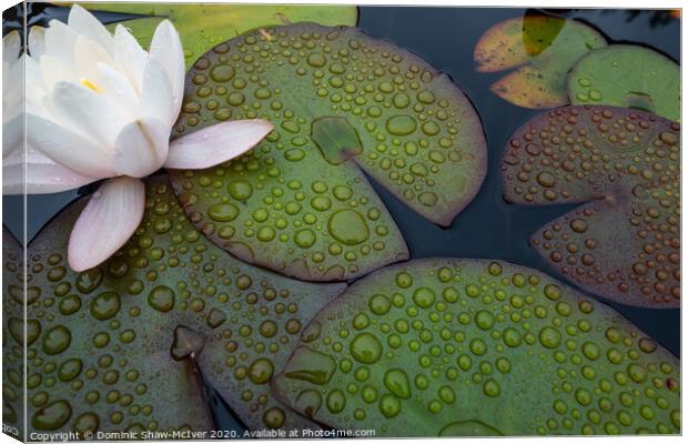 Lily pad droplets Canvas Print by Dominic Shaw-McIver
