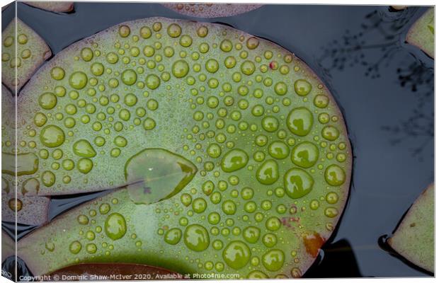 Raindrops on lily pads Canvas Print by Dominic Shaw-McIver