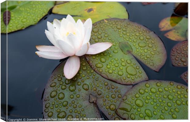 Raindrops on lily pads Canvas Print by Dominic Shaw-McIver