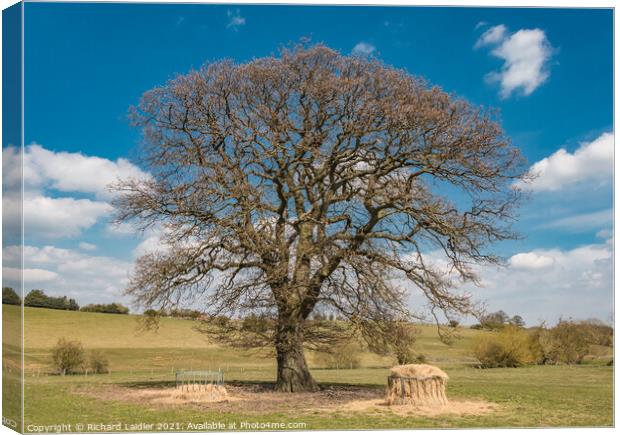 Spring Oak at Hutton Magna, Teesdale Canvas Print by Richard Laidler