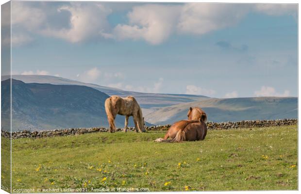 Grazing and Gazing Canvas Print by Richard Laidler