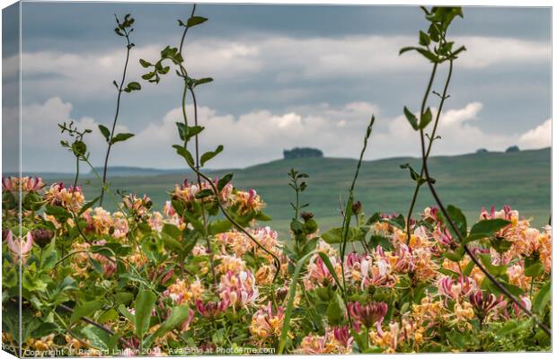 Middleton Honeysuckle Canvas Print by Richard Laidler