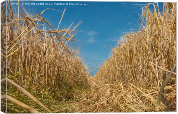 Barley Almost Ready Canvas Print by Richard Laidler